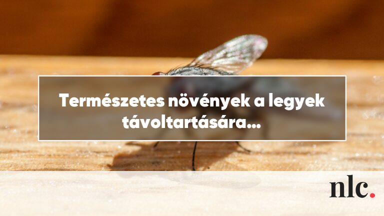Természetes növények a legyek távoltartására